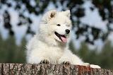 SAMOYEDE 091